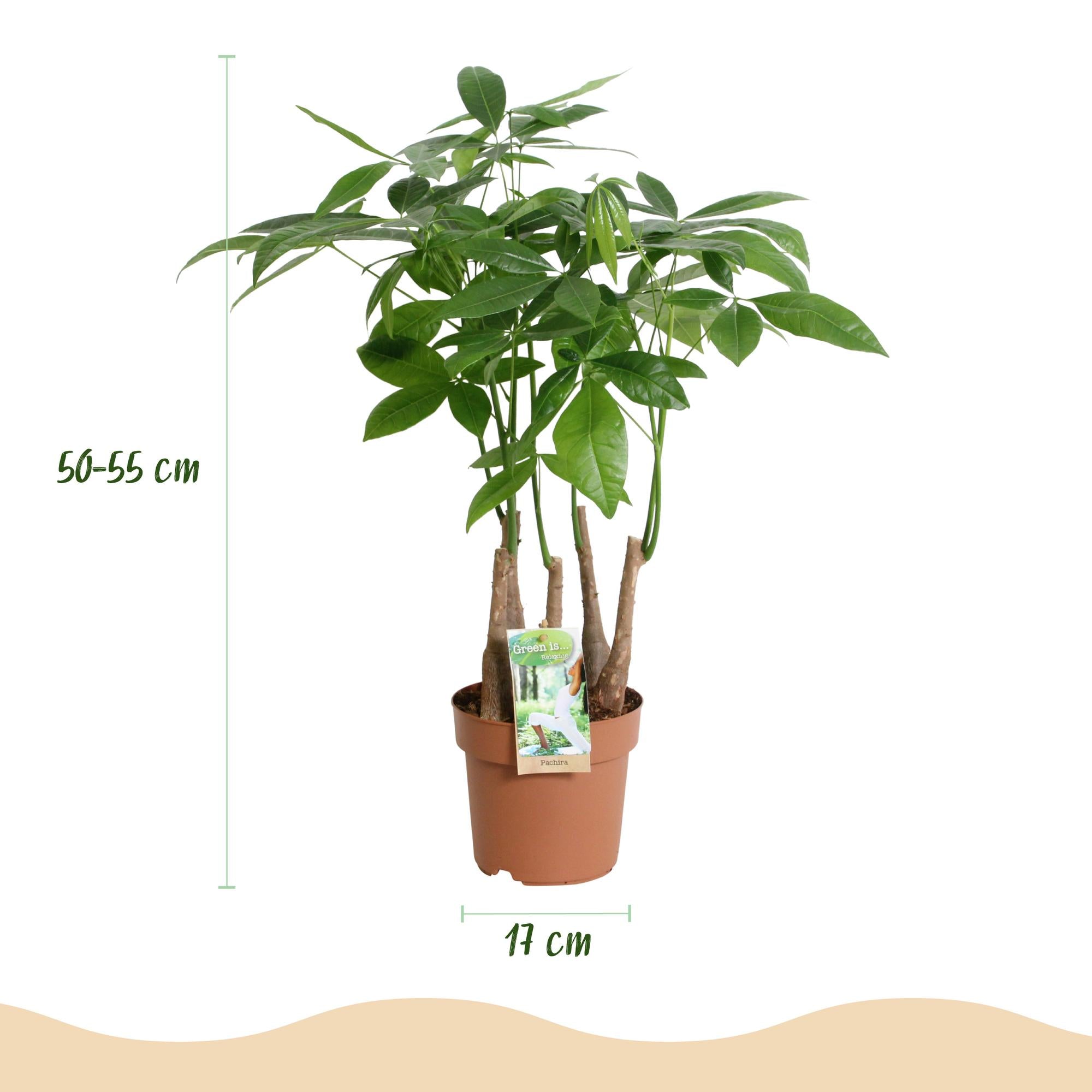 Green is... Kamerplanten - Pachira Aquatica multi stam - Geldboom - Weinig onderhoud - Groen - 1 Plant - Pot 17cm - Hoogte 50-55cm