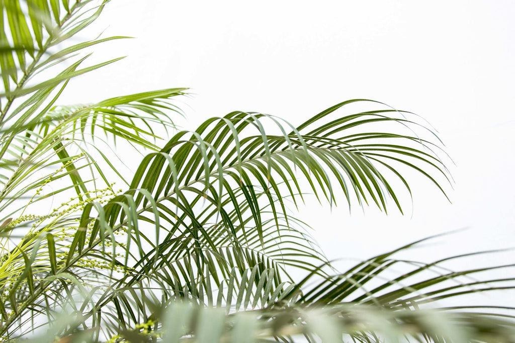 Phoenix Roebelenii op stam - 190cm - 190cm