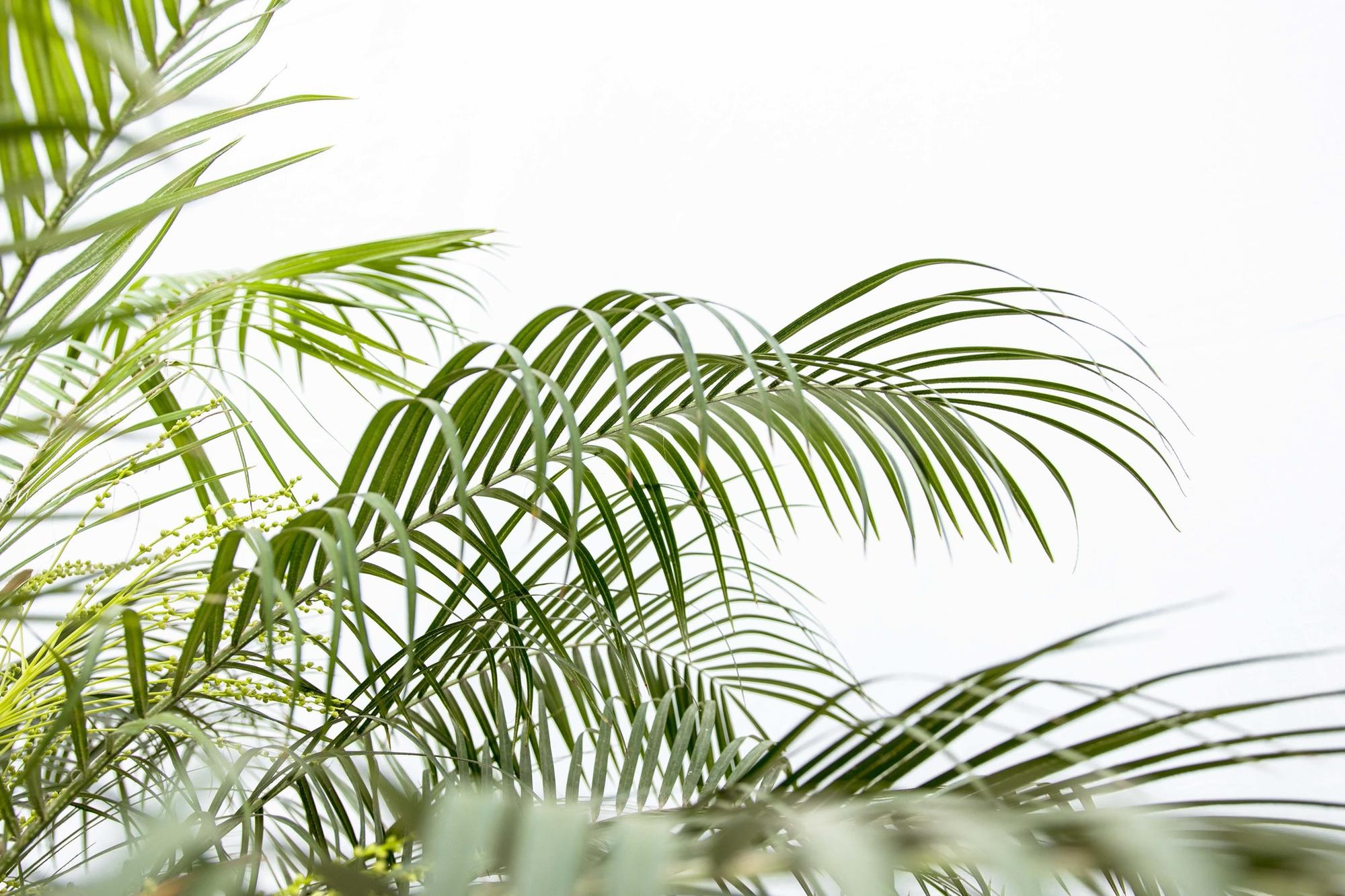 Phoenix Roebelenii op stam - 190cm - 190cm