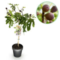 Plant op Stam - Ficus carica Little Miss Figgy - Terras Plant - Bladverliezend - Winterhard - Groene Vrucht - Pot 19cm Hoogte 90cm