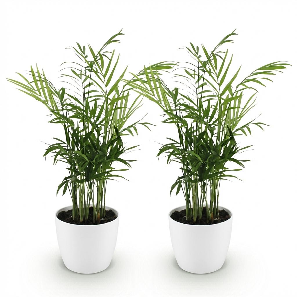 Kamerplant - Chamaedorea elegans - Goudpalm - Huisdiervriendelijke Plant - Groen - 2 Planten - met Potter Wit - Pot 12cm - Hoogte 15cm