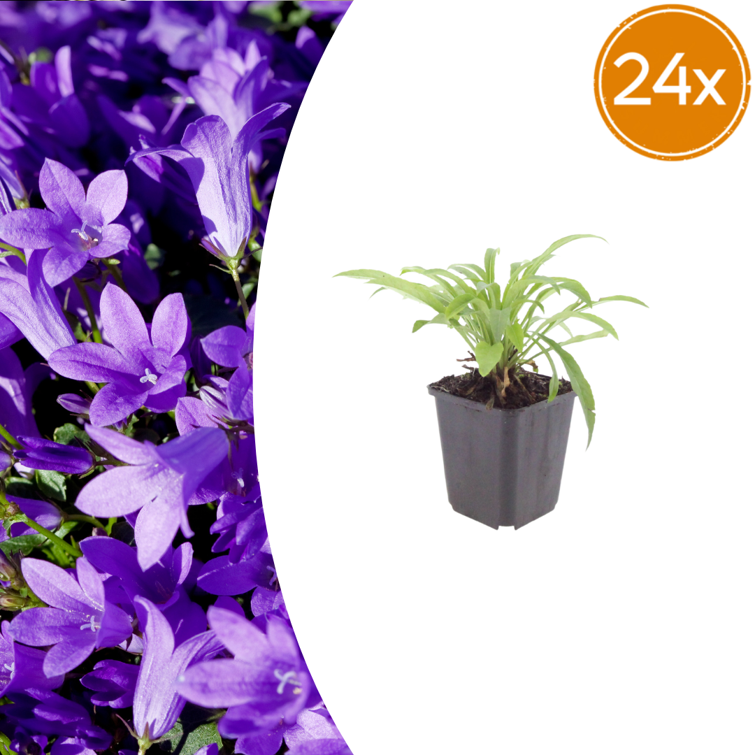 24x Campanula pers. 'Coerulea' - ↕10-25cm - Ø9cm