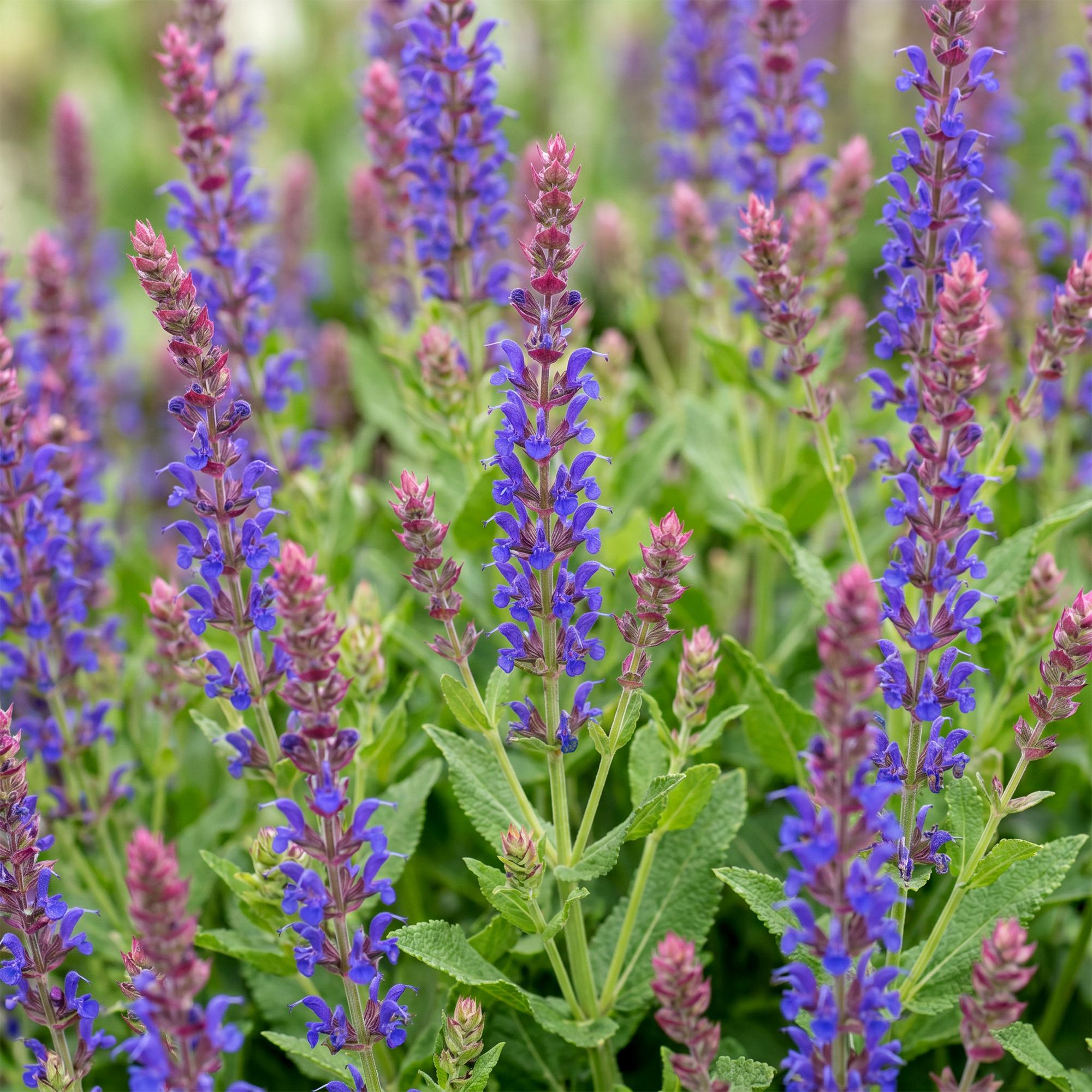 Vasteplant - Salvia nem. Sense Deepl Blue - Salie - Bijen en Vlinderlokkers - Paars - 24 Planten - Pot 11cm - Hoogte 15-25cm