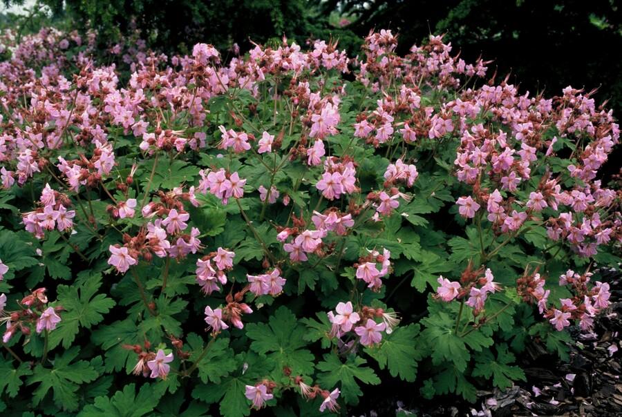 48x Geranium macr. 'Ingwersen's Var.' - ↕10-25cm - Ø9cm