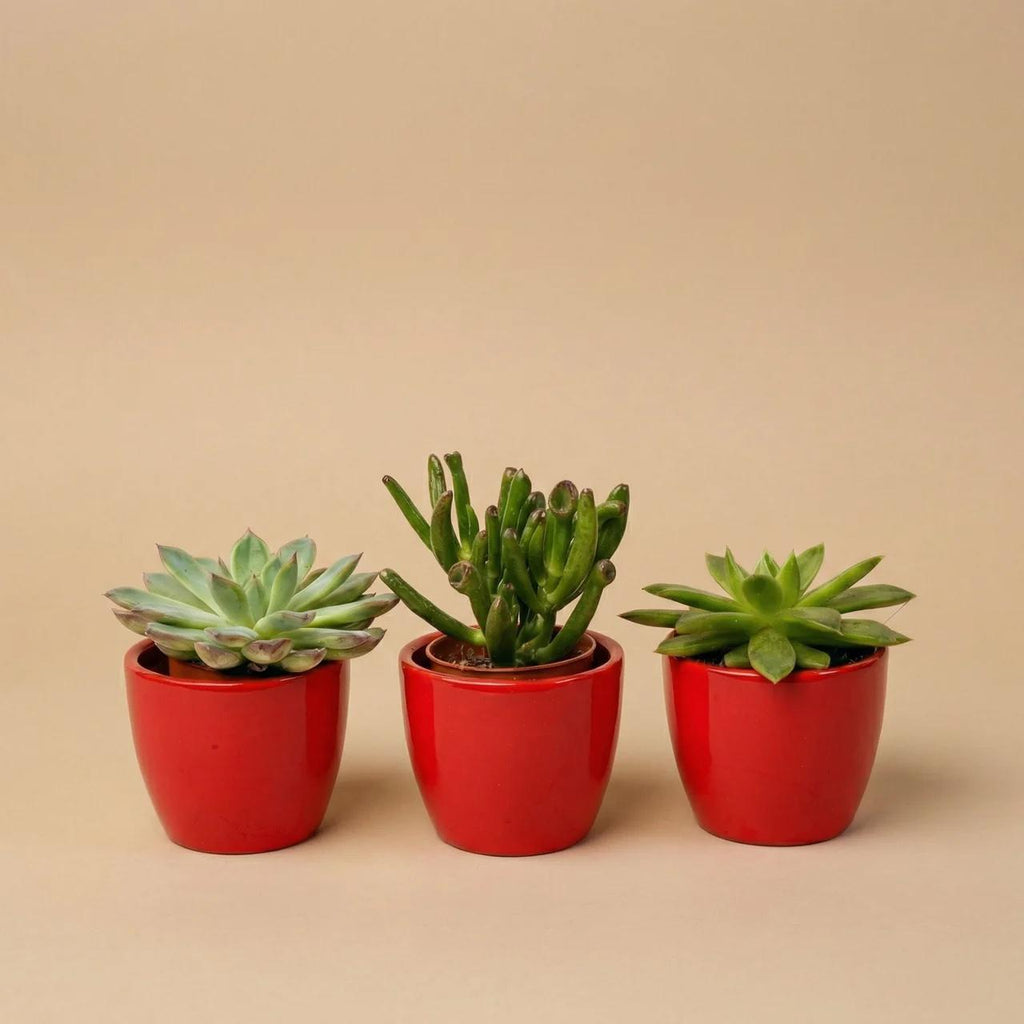 Succulenten set van 3 met rode mini pot - ↑ 8–12 cm