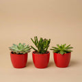 Succulenten set van 3 met rode mini pot - ↑ 8–12 cm