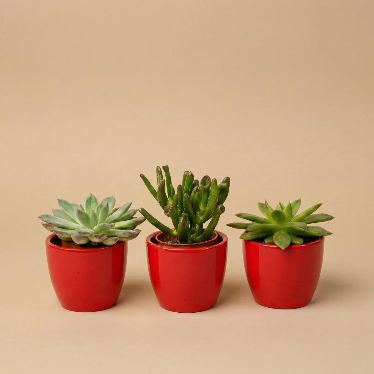 Succulenten set van 3 met rode mini pot - ↑ 8–12 cm