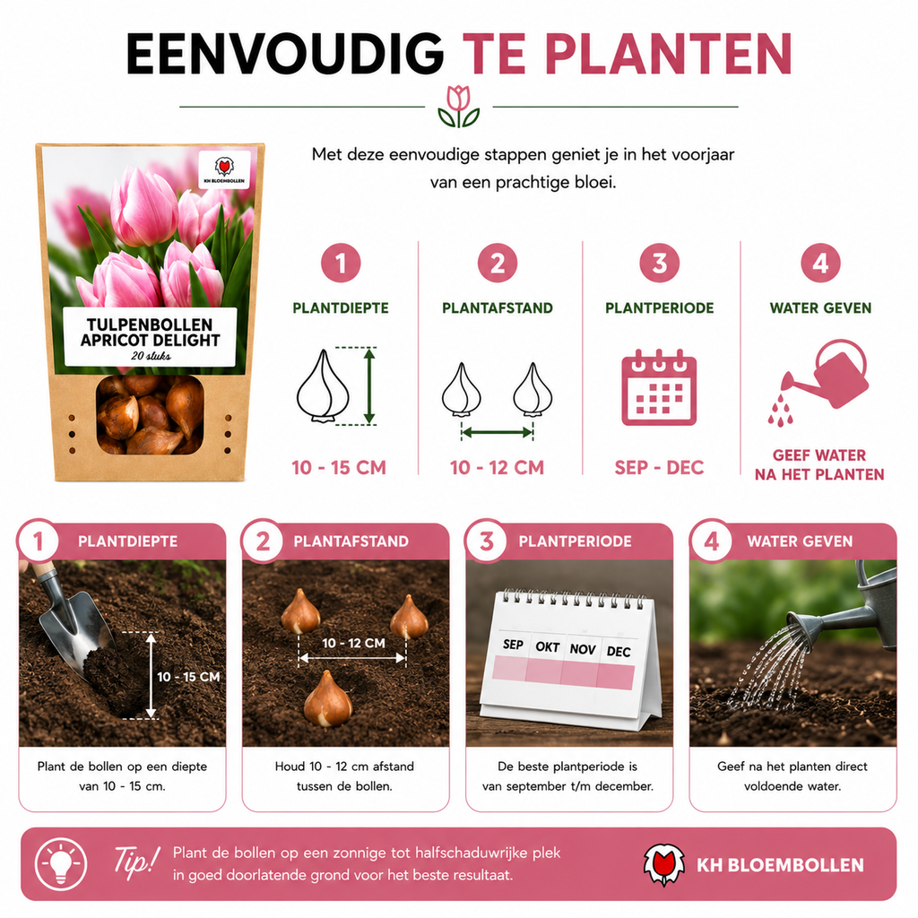 Tulpenbollen Apricot Delight – 20 Stuks | KH Bloembollen® | Roze Apricot Tulp – Zacht & Fris – Cadeau voor Tuin of Pot – Maat 11/12 – Vers van de Teler!