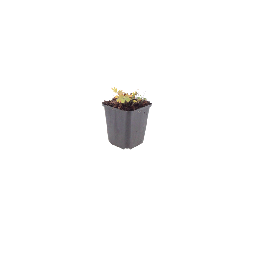 6x Geranium sang. 'Max Frei' - ↕10-25cm - Ø9cm
