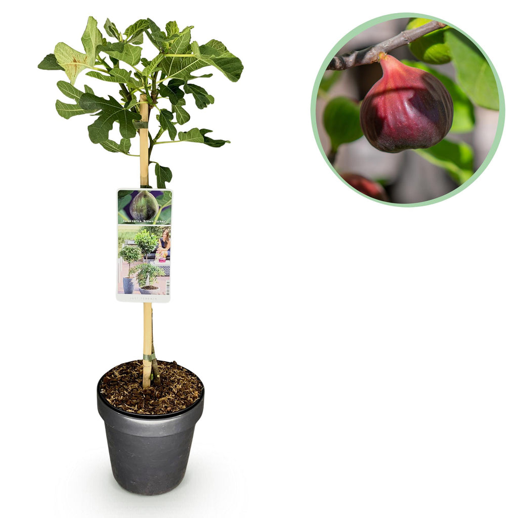 Plant op Stam - Ficus carica Brown Turkey - Terras Plant - Bladverliezend - Winterhard - Groene Vrucht - Pot 19cm Hoogte 90cm