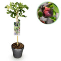 Plant op Stam - Ficus carica Brown Turkey - Terras Plant - Bladverliezend - Winterhard - Groene Vrucht - Pot 19cm Hoogte 90cm