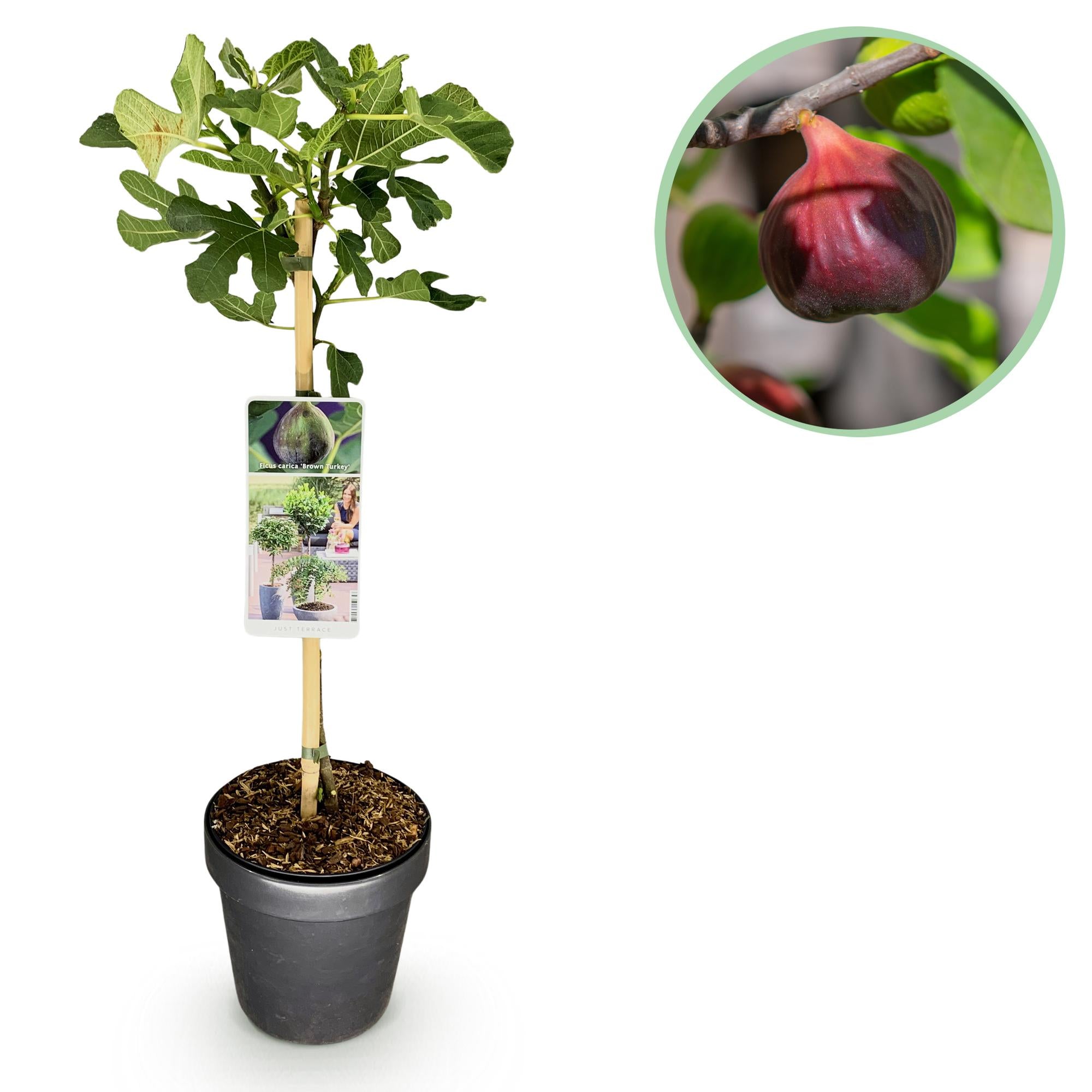 Plant op Stam - Ficus carica Brown Turkey - Terras Plant - Bladverliezend - Winterhard - Groene Vrucht - Pot 19cm Hoogte 90cm