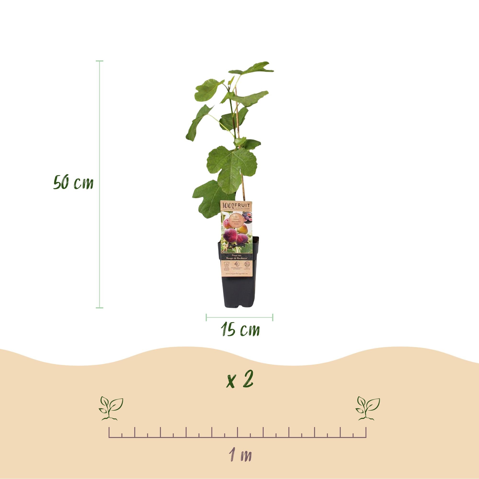 Fruitplant - Ficus carica Rouge de Bordeaux - Vijgenboom - Winterhard - Paarse Vrucht - 2 Planten - Pot 15cm - Hoogte 50cm