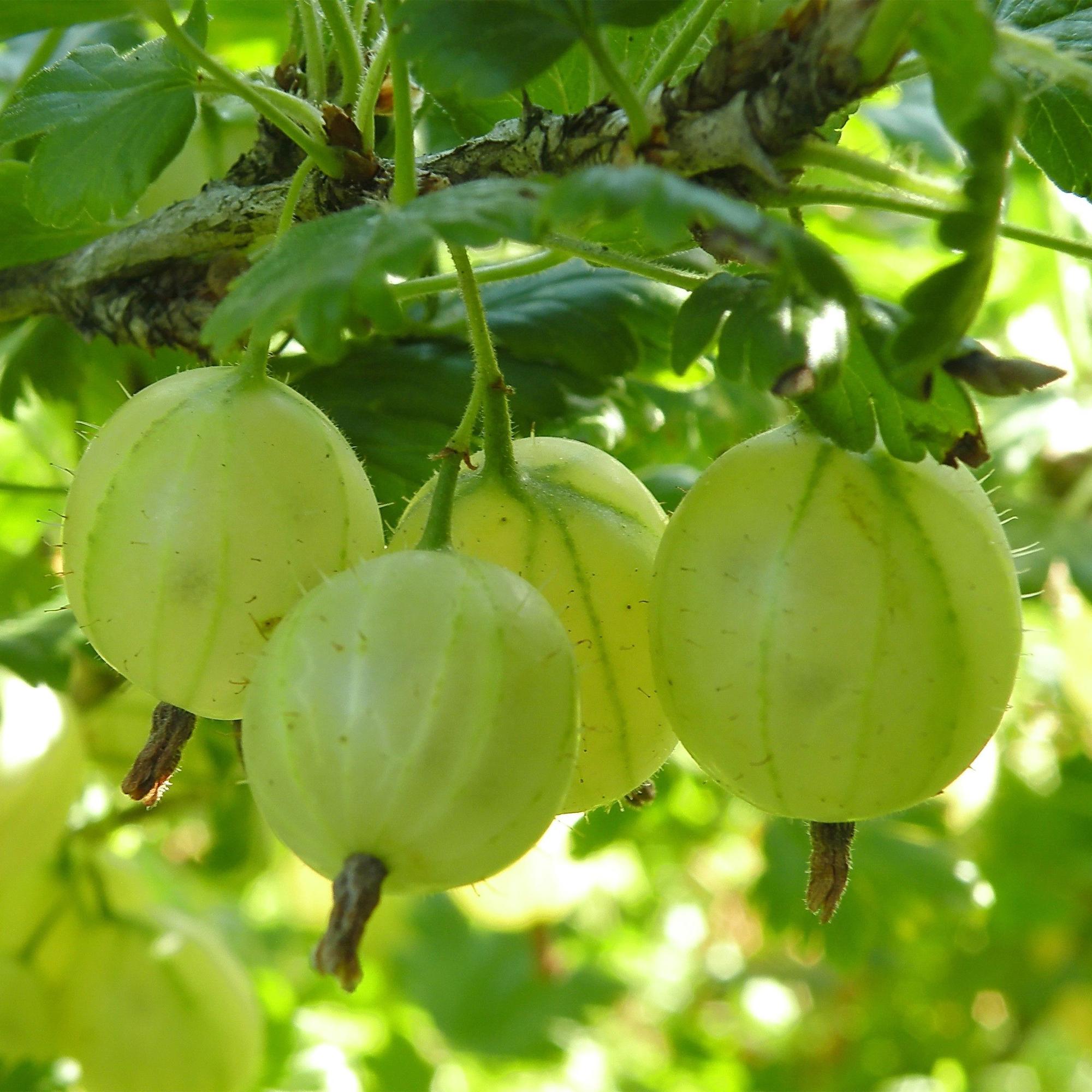 Fruitplant - Ribes uva-crispa Hinnonmäki Grün - Kruisbes - Winterhard - Groene Bes - 2 Planten - Pot 15cm - Hoogte 50cm