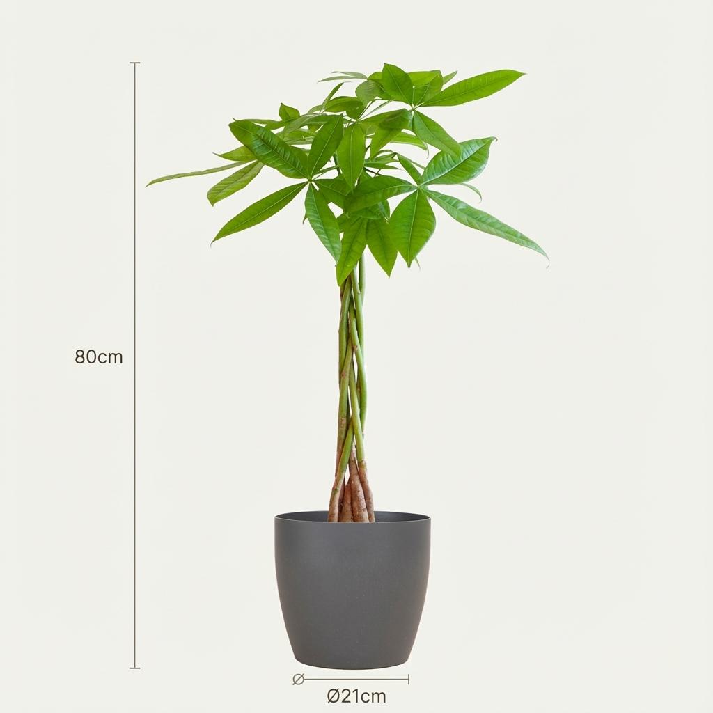 Pachira Aquatica met Potter grijs - 80cm - Ø21