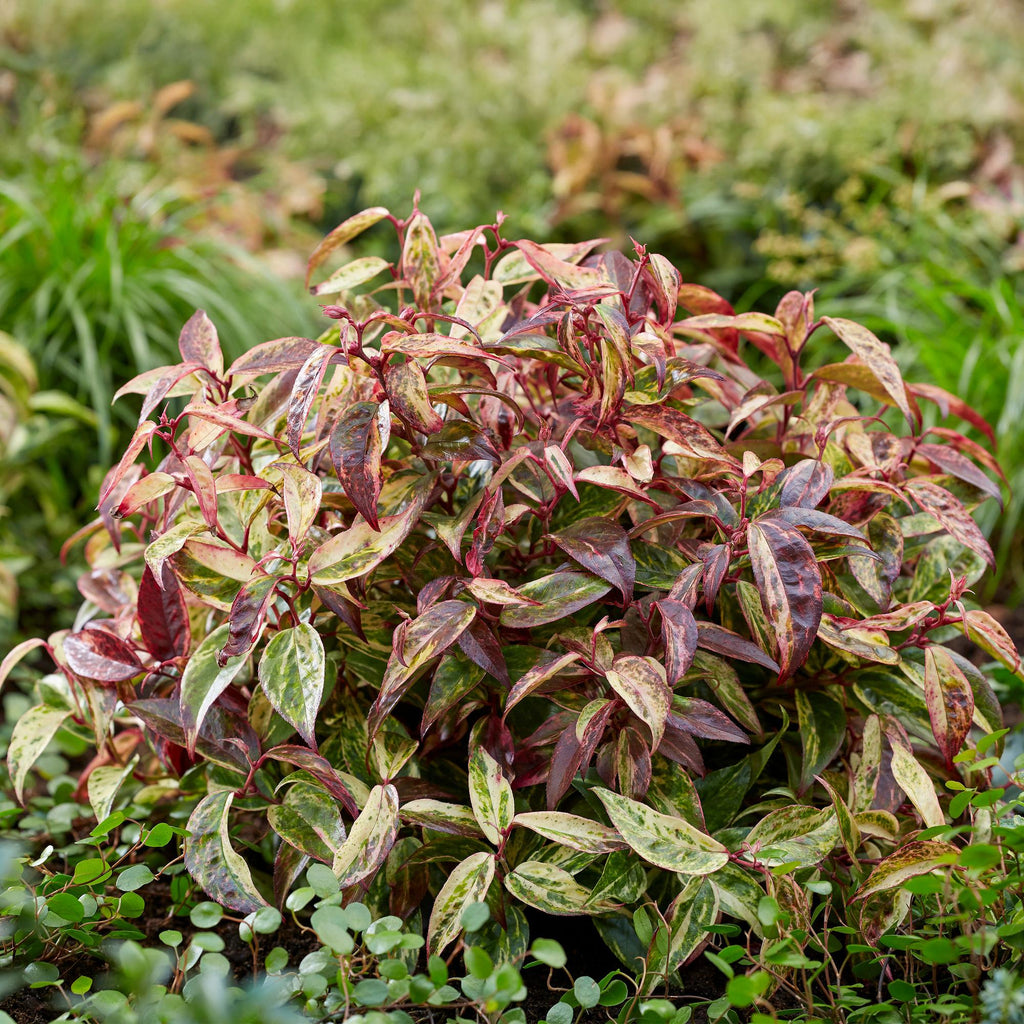Tuinplant - Leucothoe Makijaz - Bruin - 2 Planten - Groenblijvend - Weinig Onderhoud - Pot 17cm Hoogte 45cm