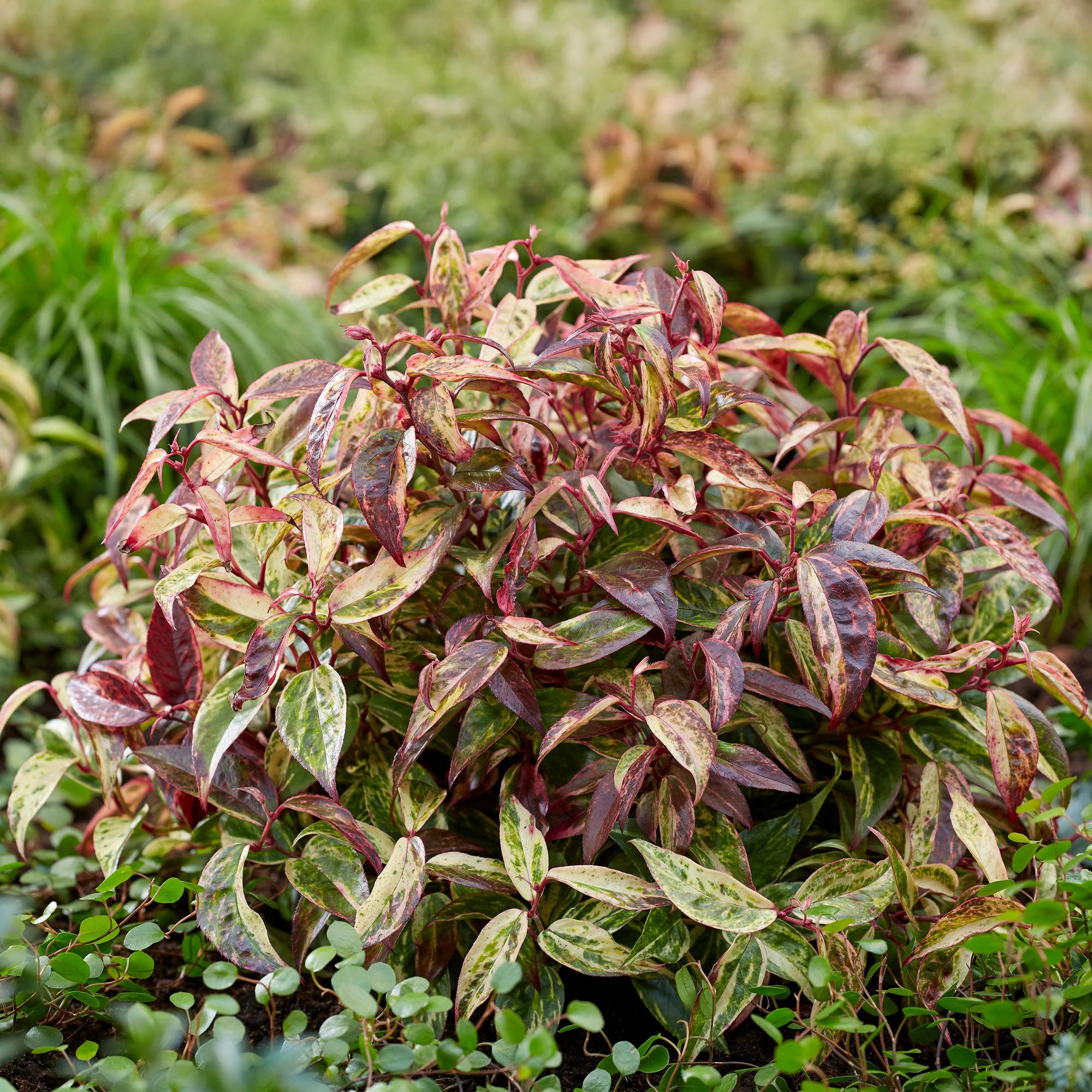 Tuinplant - Leucothoe Makijaz - Bruin - 2 Planten - Groenblijvend - Weinig Onderhoud - Pot 17cm Hoogte 45cm