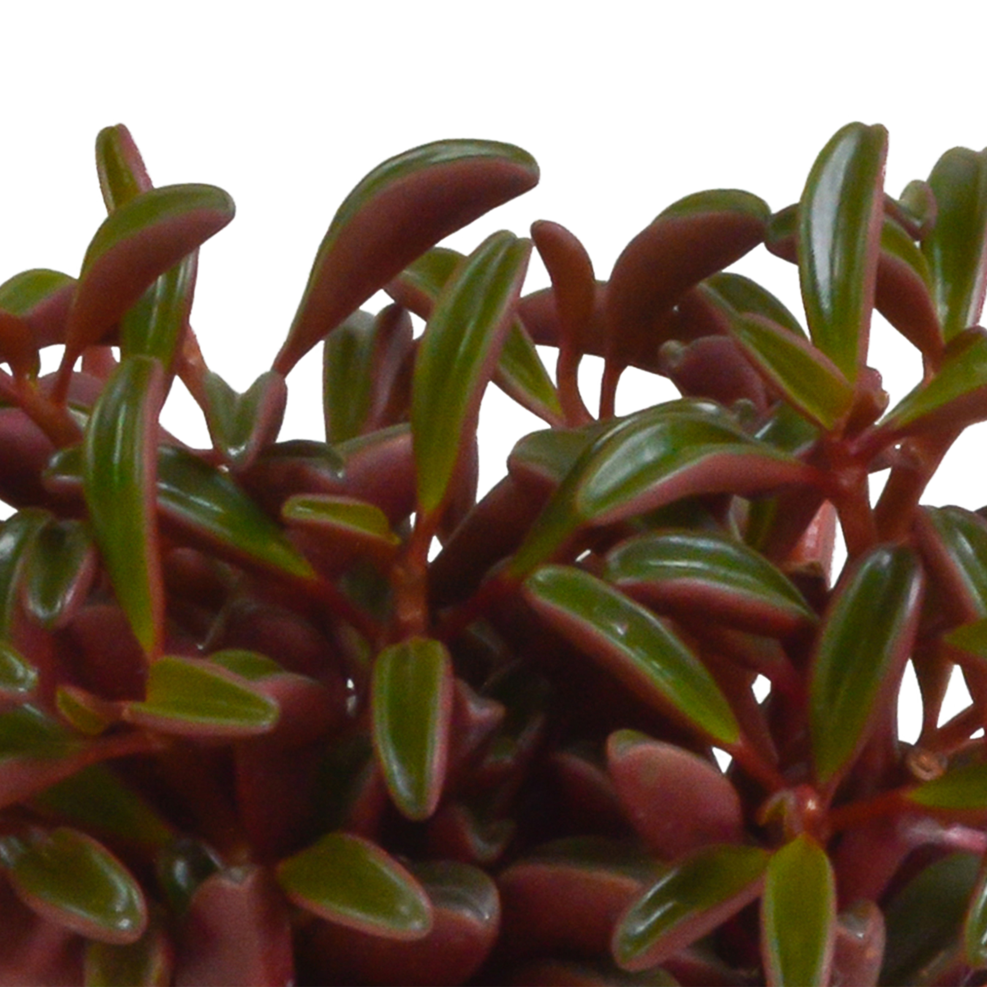 Peperomia graveolens - in witte pot