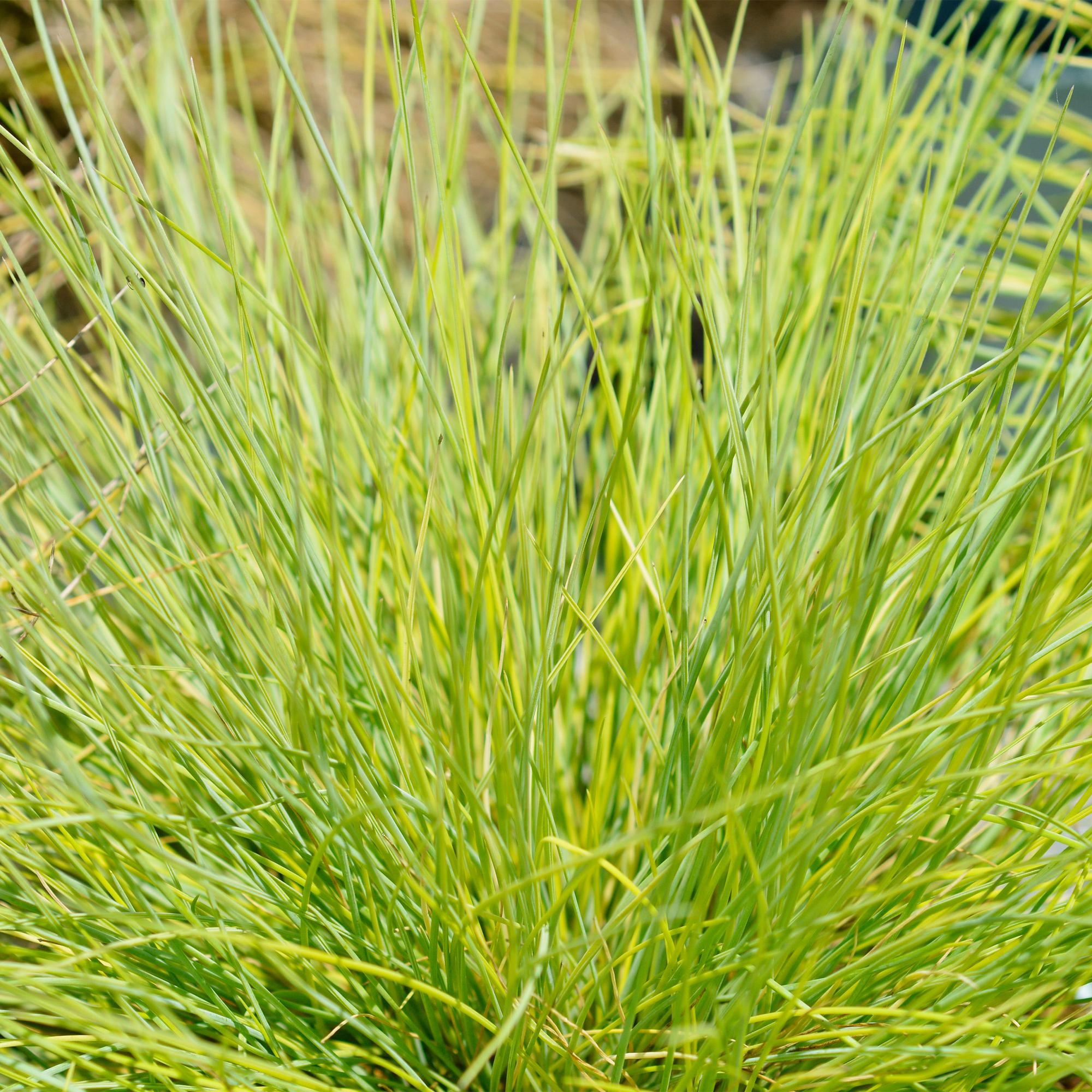 Siergrassen - Festuca glauca Golden Toupee - Geel - 4 Planten - Bladhoudend - Weinig Onderhoud - Pot 17cm Hoogte 50cm