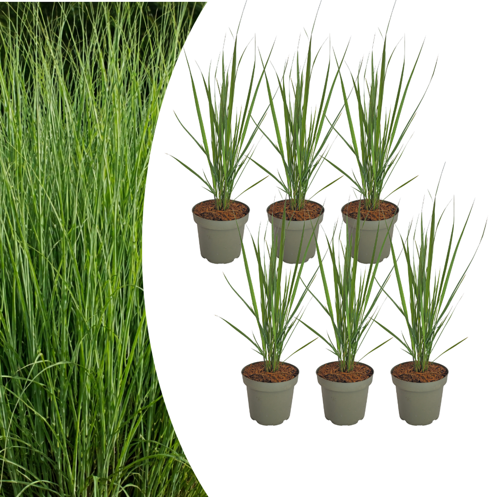 6x Panicum virgatum ‘Northwind’ – Sterk opgaand siergras met strakke groeivorm | Potmaat 12 cm
