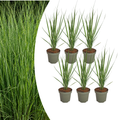 6x Panicum virgatum ‘Northwind’ – Sterk opgaand siergras met strakke groeivorm | Potmaat 12 cm