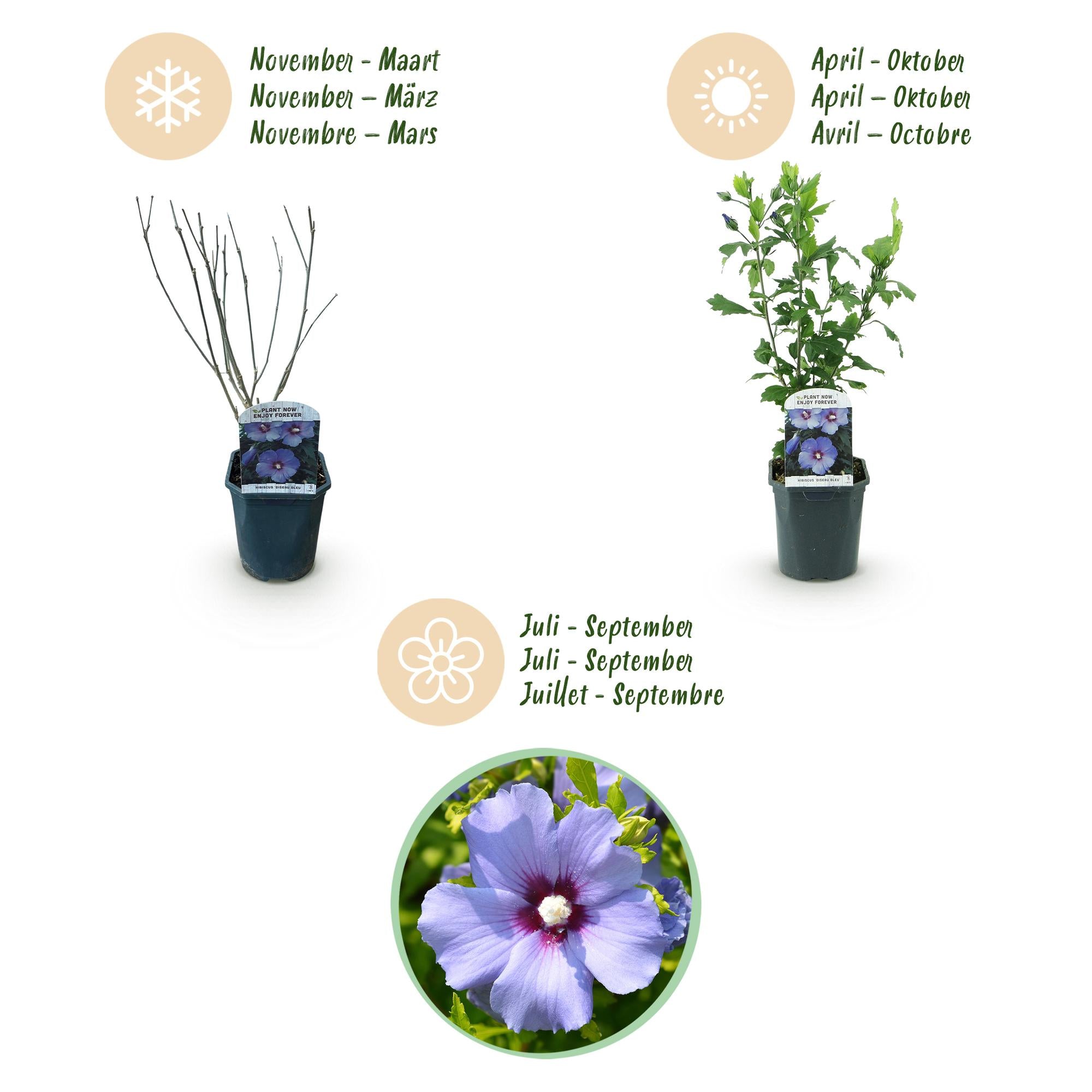 Tuinplant - Hibiscus syriacus Oiseau Blue - Tuin Hibiscus - Winterhard - Blauw - 3 Planten - Pot 17cm - Hoogte 45cm