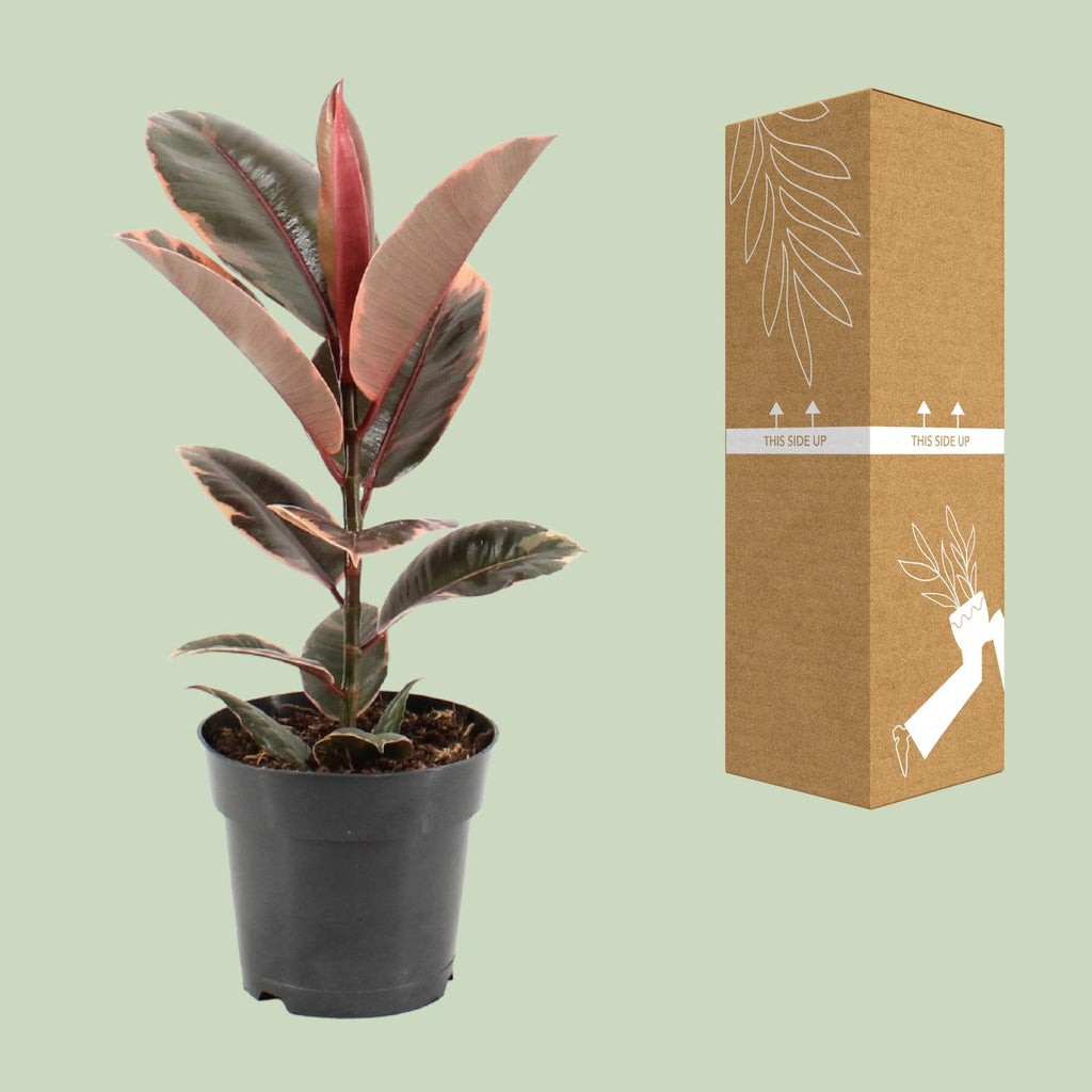 Ficus Elastica Belize - Ø17cm - ↕55cm