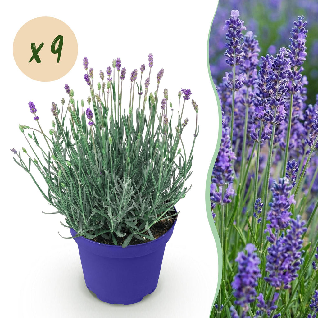 Tuinplant - Lavandula angustifolia Hidcote - Lavendel - Winterhard - Paars - 9 Planten - Pot 12cm - Hoogte 15-25cm