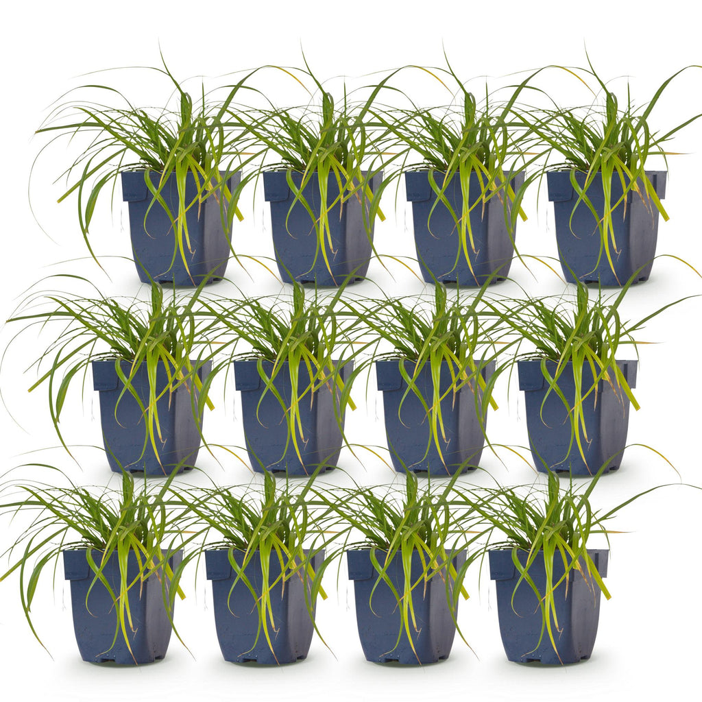 Grassen - Carex oshimensis Evergreen - Japanse Zegge - Groenblijvend - Groen - 12 Planten - Pot 11cm - Hoogte 15-25cm