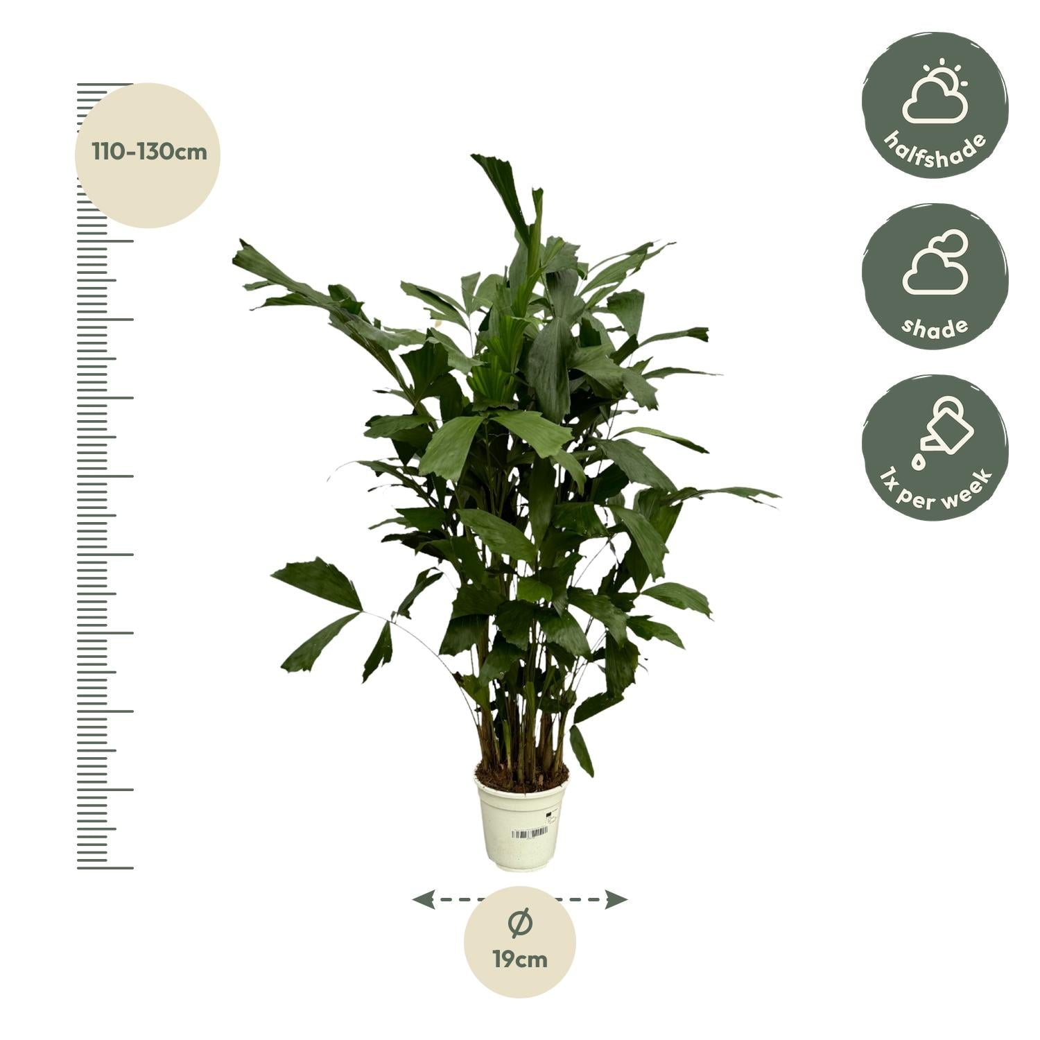 Caryota Mitis - 120 cm - Ø21cm