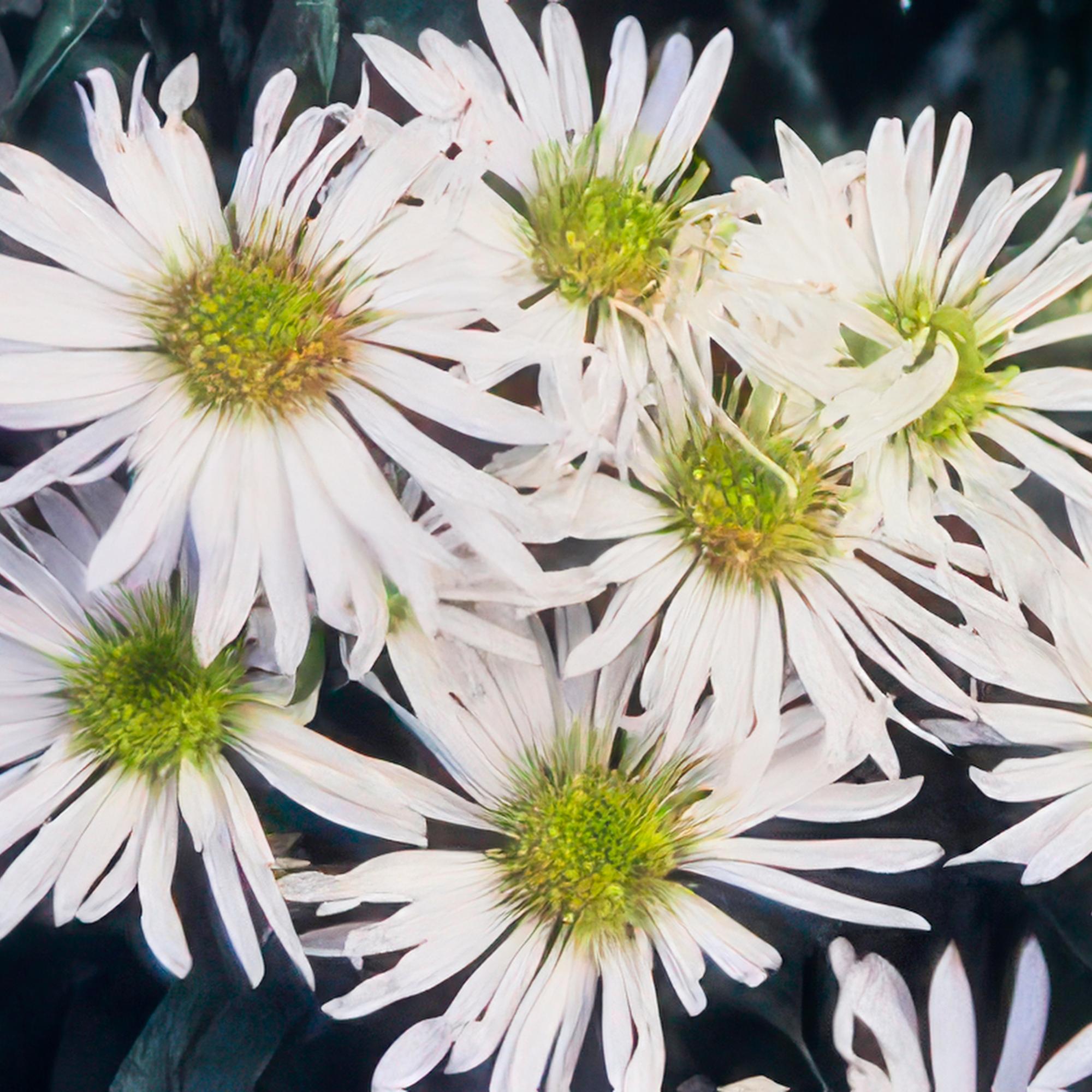 48x Aster ageratoides 'Ashvi' - ↕10-25cm - Ø9cm