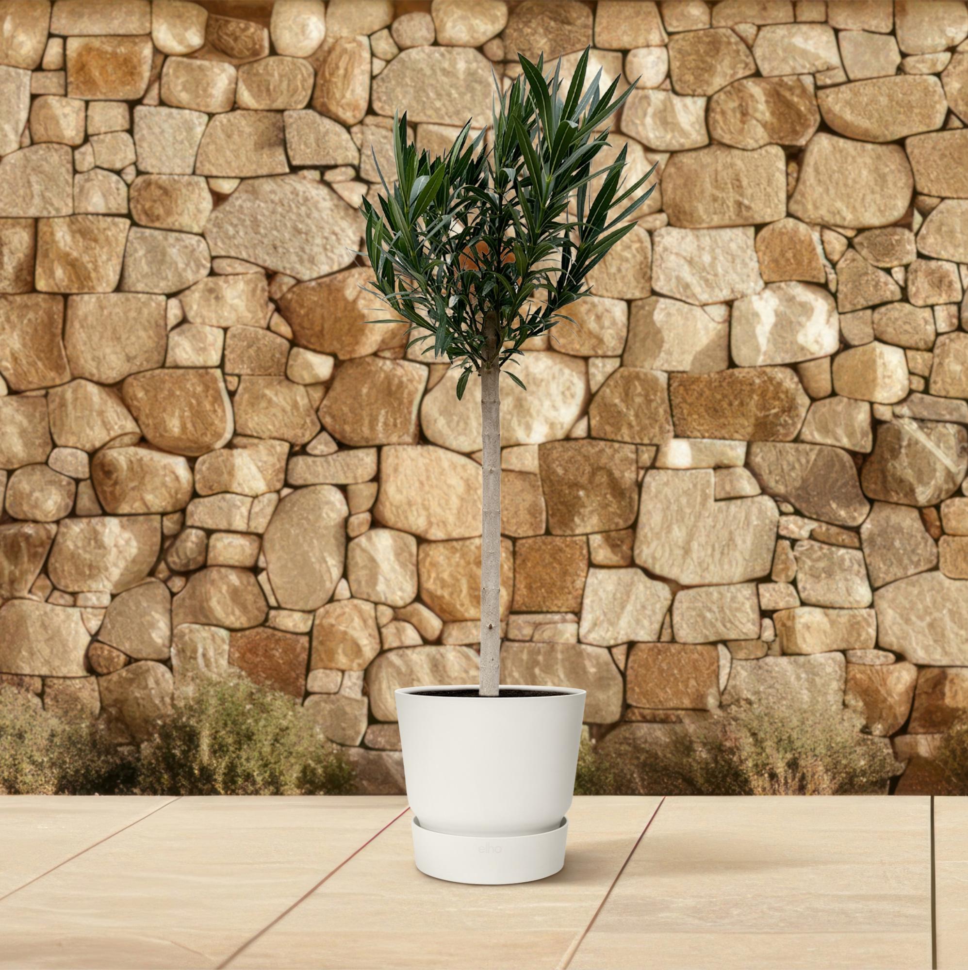 Nerium Oleander op stam met witte bloem - 170cm - Ø30