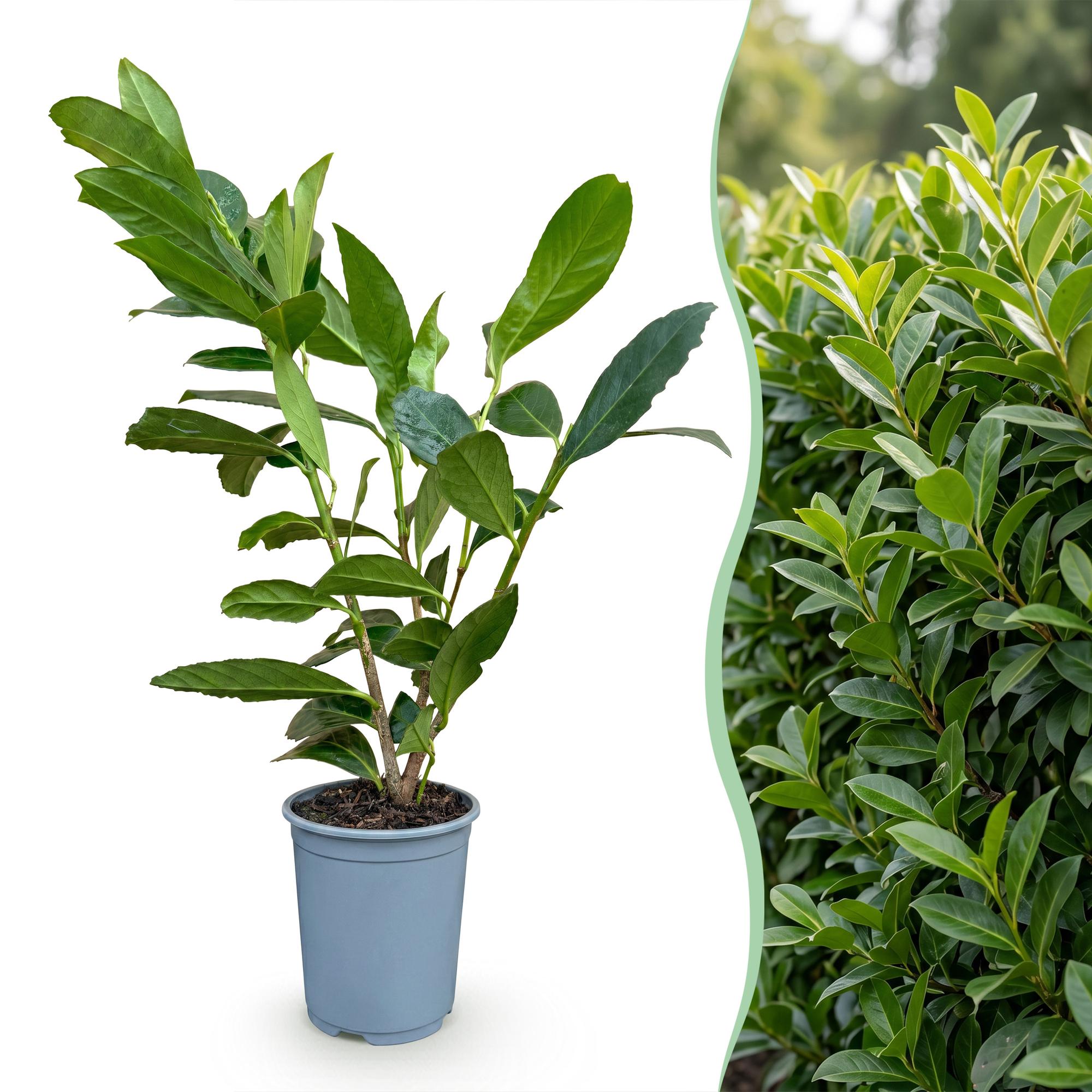 24x Prunus laur. Caucasica - Laurierkers - Haagplanten - Groenblijvend - Groen - Pot 9cm - Hoogte 25-35cm