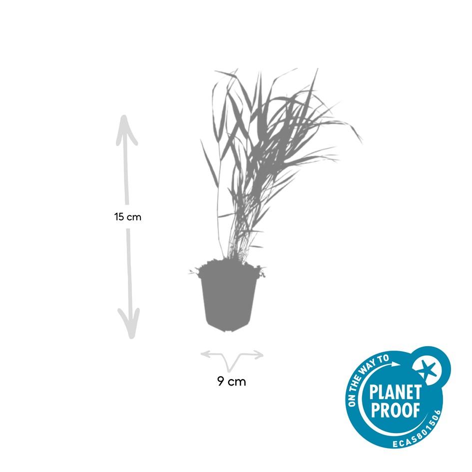 60x Hakonechloa macra - ↕10-25cm - Ø9cm