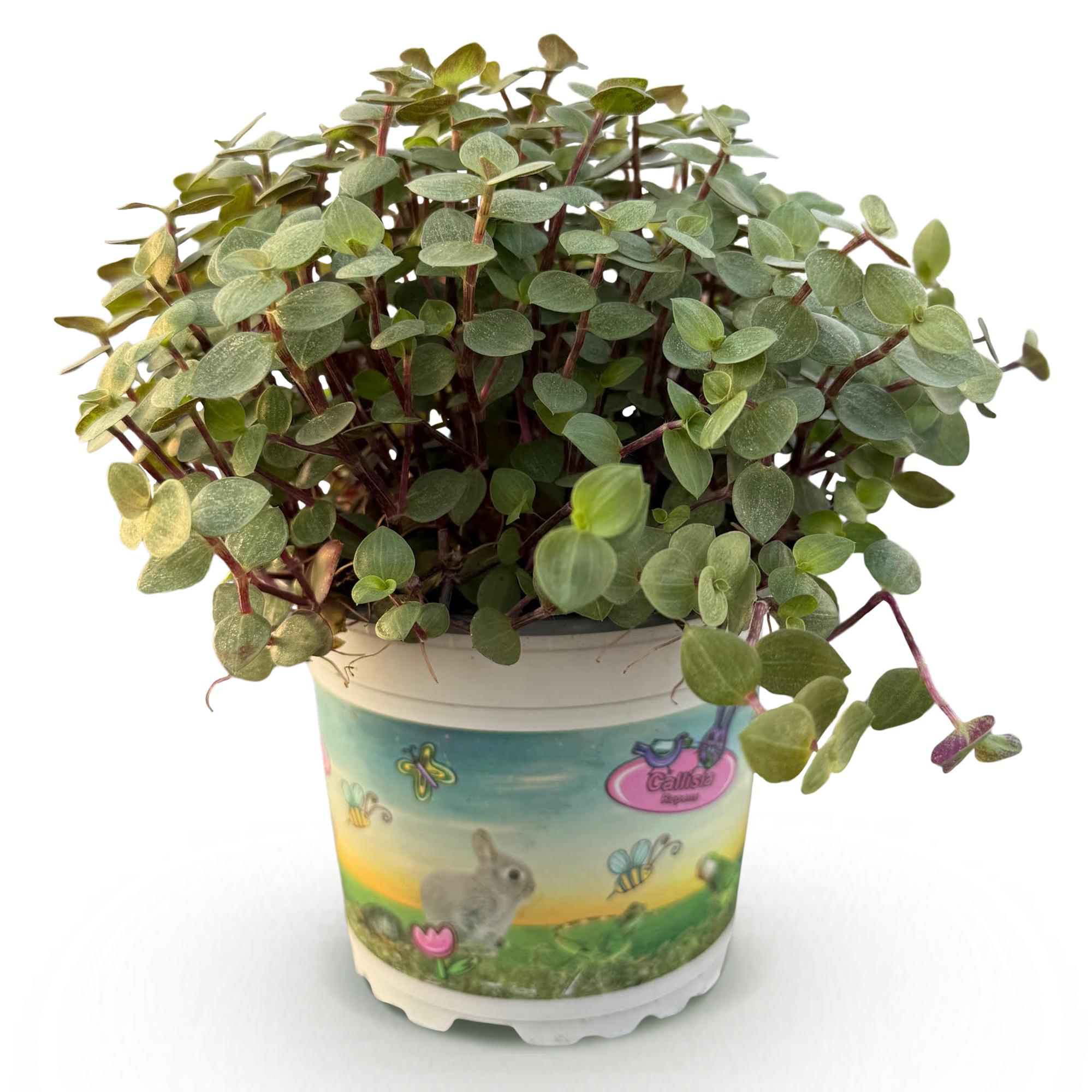 Kamerplant - Calissia repens - Schildpad plant - Huisdiervriendelijke Plant - Groen - 1 Plant - Pot 12cm - Hoogte 14cm