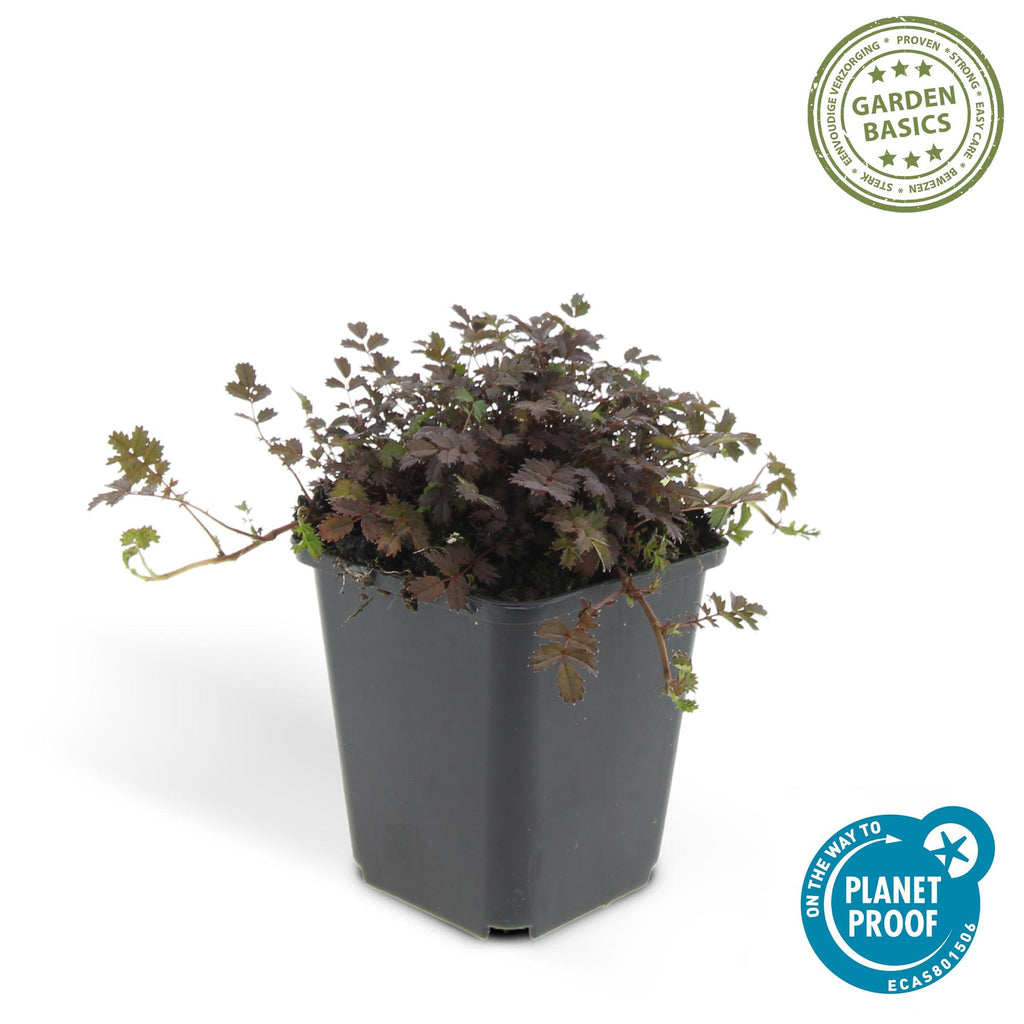 48x Acaena microphylla 'Kupferteppich' - ↕10-25cm - Ø9cm