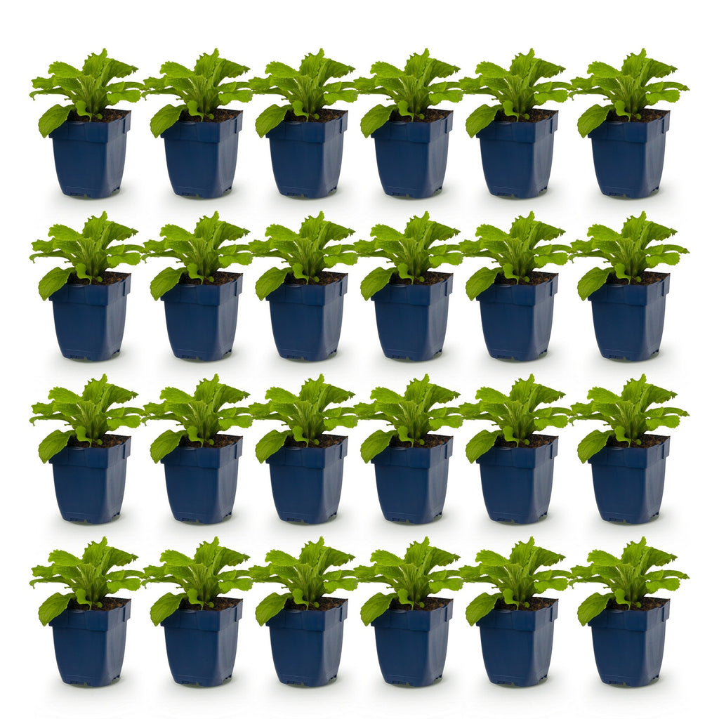 Vasteplant - Digitalis Tricolour - Vingerhoedskruid - Schaduw - Roze - Paars - Wit - 24 Planten - Pot 11cm - Hoogte 15-25cm