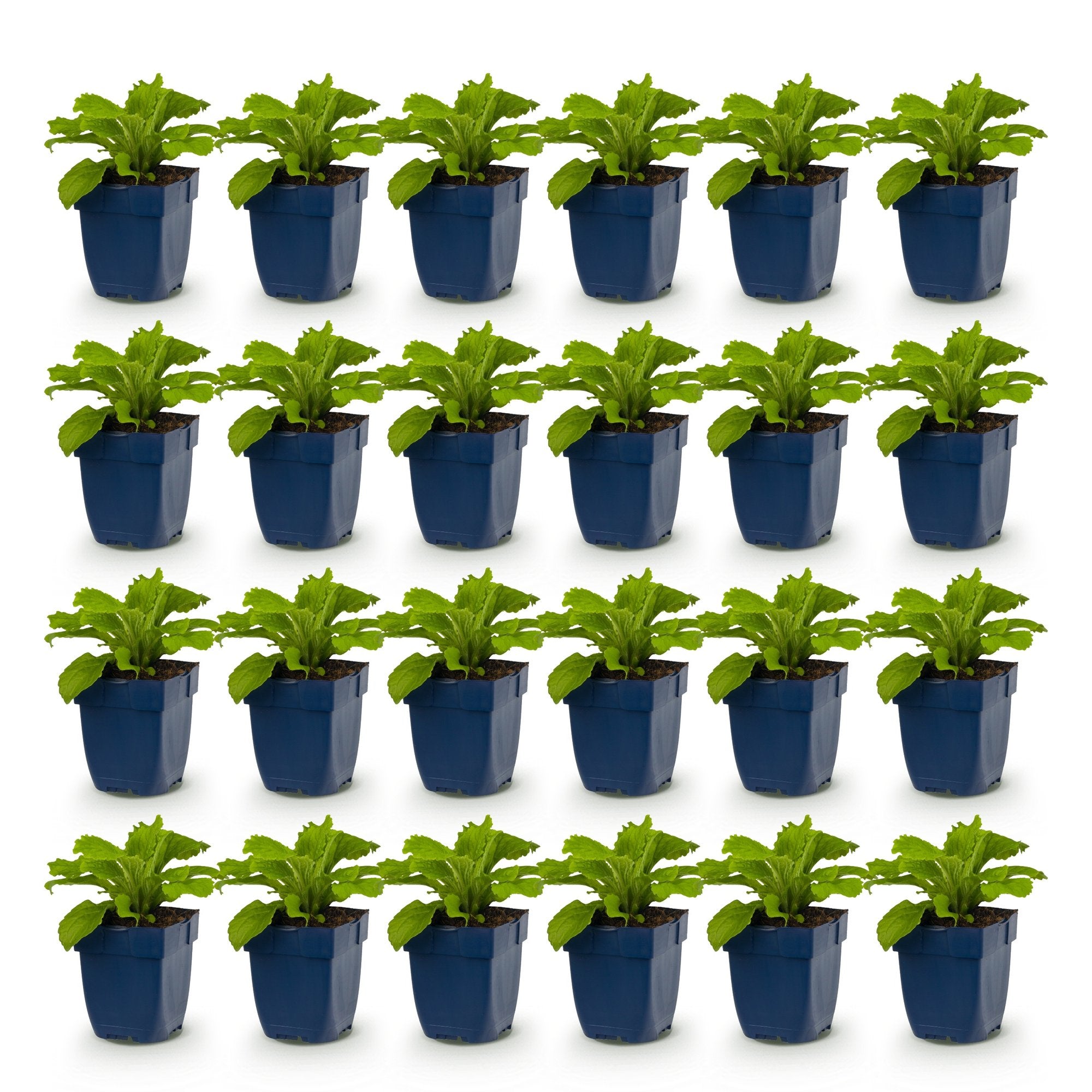 Vasteplant - Digitalis Tricolour - Vingerhoedskruid - Schaduw - Roze - Paars - Wit - 24 Planten - Pot 11cm - Hoogte 15-25cm