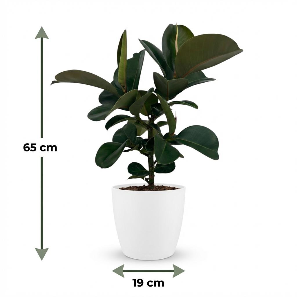 Kamerplant - Rubberplant - Ficus Elastica Cloe - Groen - Weinig onderhoud - 1 Plant - met Potter Wit - Pot 19cm - Hoogte 65cm
