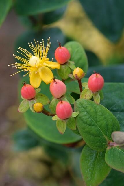 60x Hypericum inodorum 'Annebel' - ↕10-25cm - Ø9cm