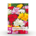 Bloembollen - Freesia Double Mix - Diversen Kleuren - 40 stuks - Bolmaat 5/6 - XXL Pack