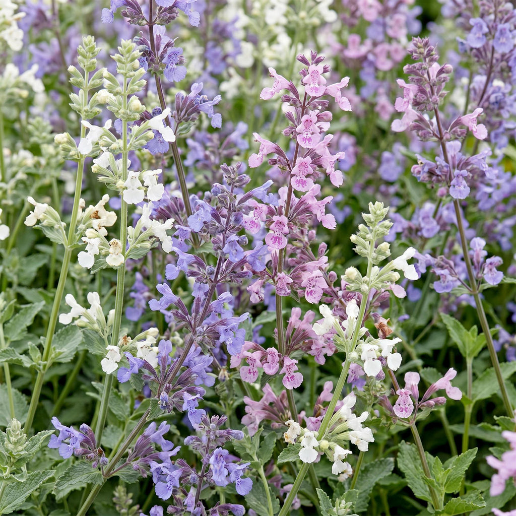 Vasteplant - Nepeta Tricolour - Kattenkruid - Bijen- en vlinderlokkers - Paars - Roze - Wit - 24 Planten - Pot 11cm - Hoogte 15-25cm