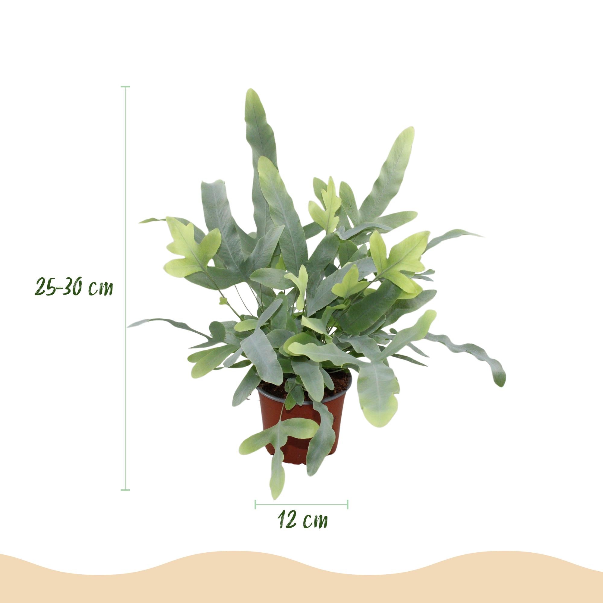 Kamerplant - Phlebodium aureum Blue Star - Blauwe Varen - Huisdiervriendelijk - Blauw - 4 Planten - Pot 12cm - Hoogte 25-30cm