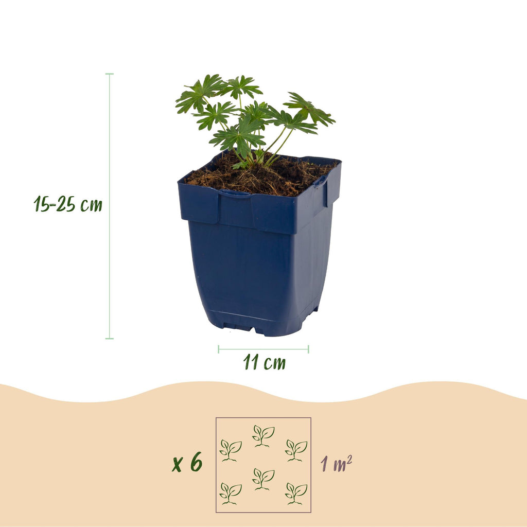 Vasteplant - Geranium sang. Album - Ooievaarsbek - Bodembedekkend - Wit - 3 Planten - Pot 11cm - Hoogte 15-25cm