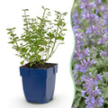 Vasteplant - Nepeta faassenii Walker's Low - Kattenkruid - Bijen en Vlinderlokkers - Blauw - 1 Plant - Pot 11cm - Hoogte 15-25cm