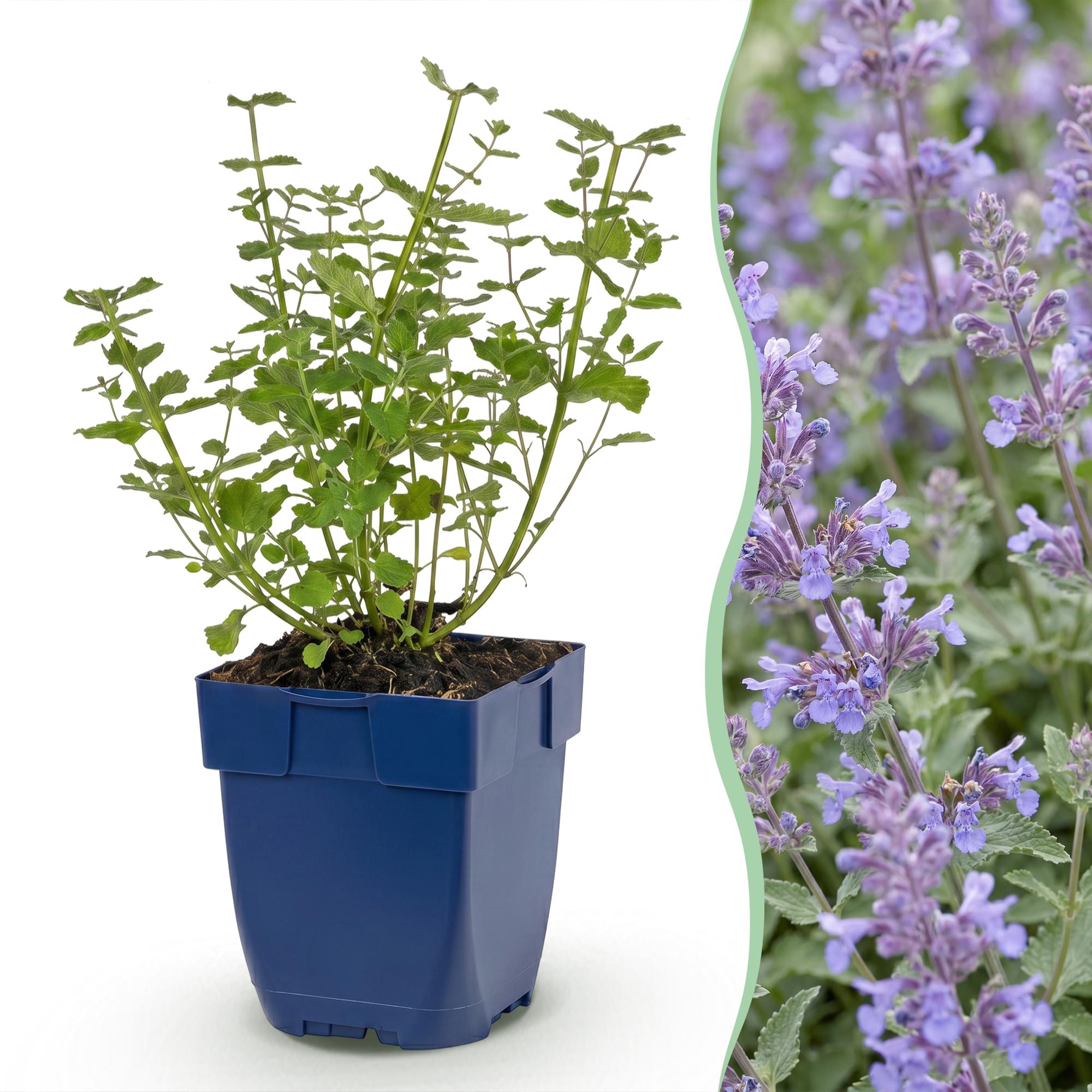 Vasteplant - Nepeta faassenii Walker's Low - Kattenkruid - Bijen en Vlinderlokkers - Blauw - 1 Plant - Pot 11cm - Hoogte 15-25cm