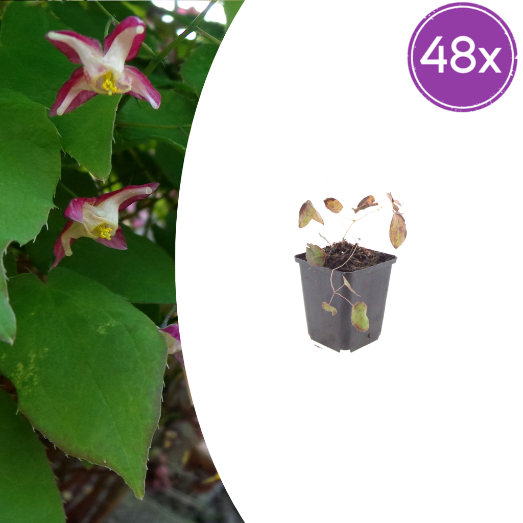 48x Epimedium rubrum - ↕10-25cm - Ø9cm