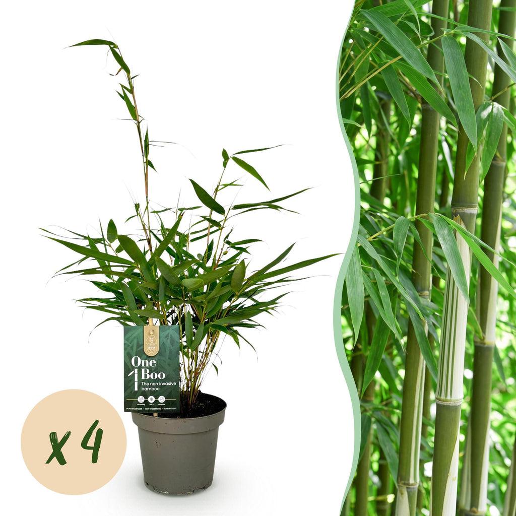 Grassen - Fargesia robusta Pingwu - Niet Woekerende Bamboe - Bladhoudend - Groen - 4 Planten - Pot 14 cm - Hoogte 35 cm
