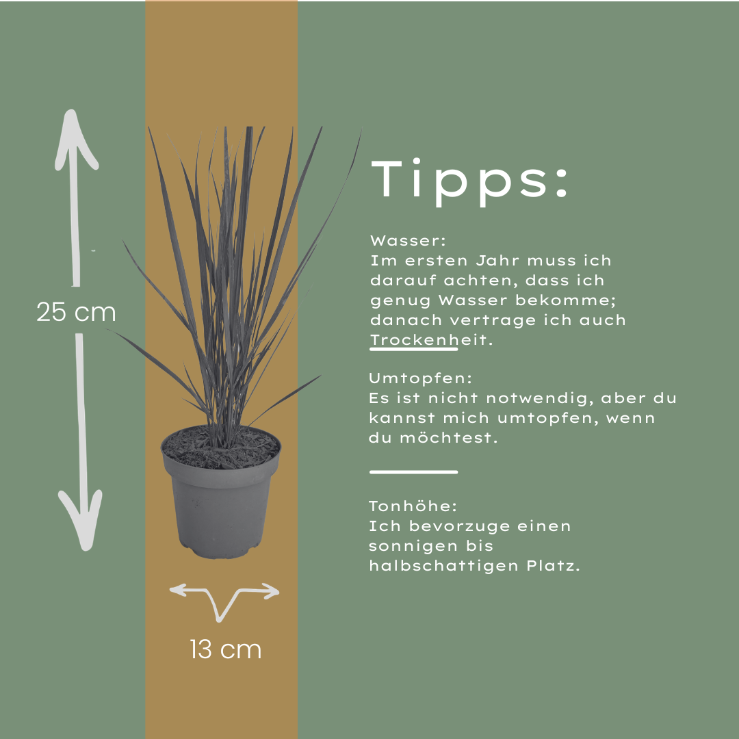 3x Panicum virgatum ‘Northwind’ – Sterk opgaand siergras met strakke groeivorm | Potmaat 12 cm