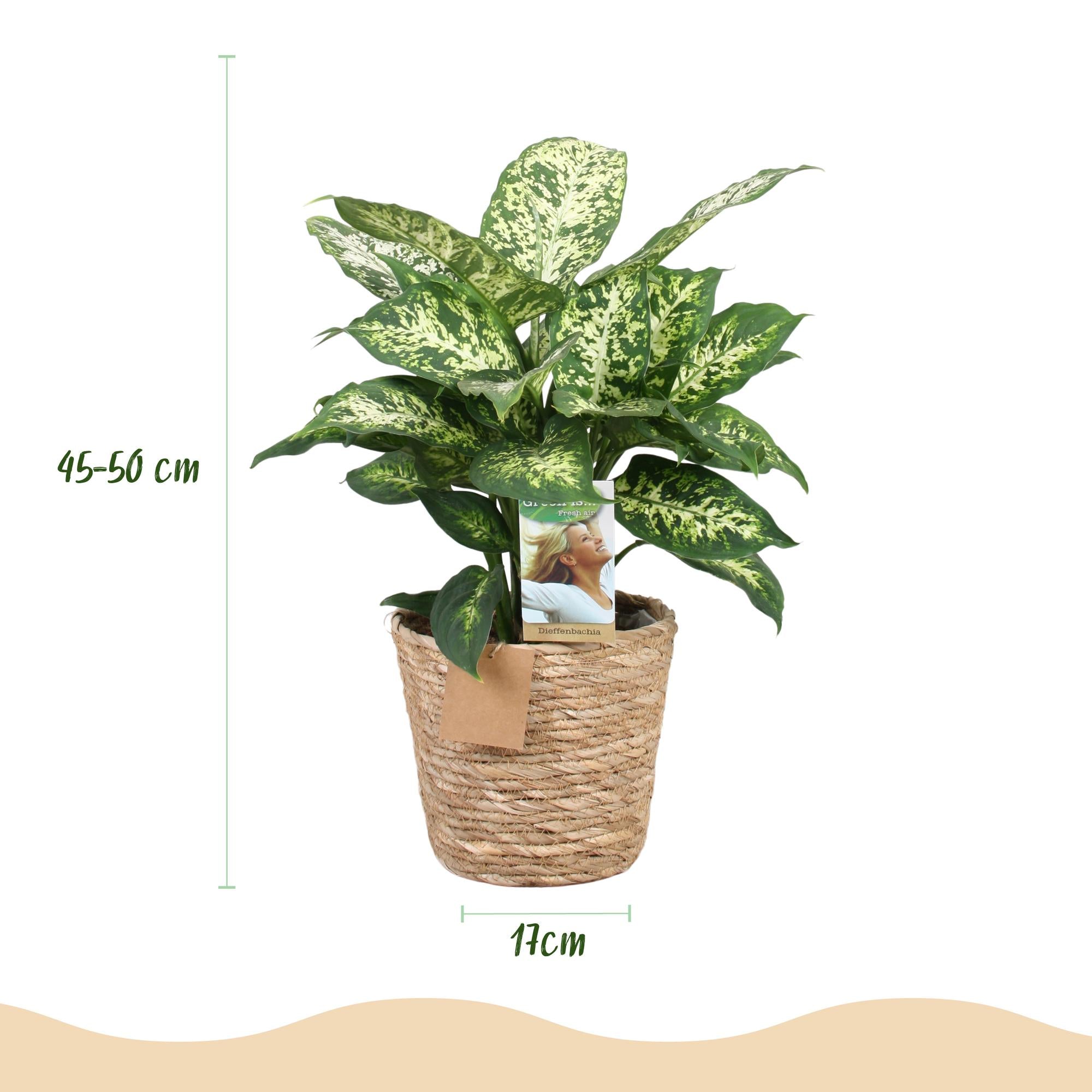 Green is... Kamerplanten - Diefenbachia Compacta - Dieffenbachia - Weinig onderhoud - met mand - Groen - 1 Plant - Pot 17cm - Hoogte 45-50cm